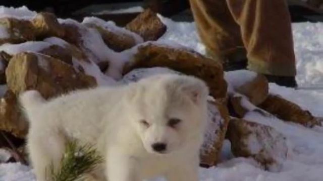 Turkmen Alabay смотреть онлайн