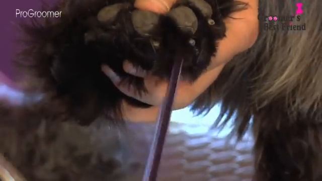 How to groom a Cocker Spaniel - Coat King - Grooming Guide- Pro Groomer смотреть онлайн