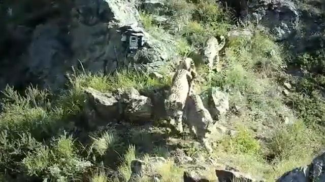 ❤️Символы Татарстана подросли и попали в фотоловушку смотреть онлайн