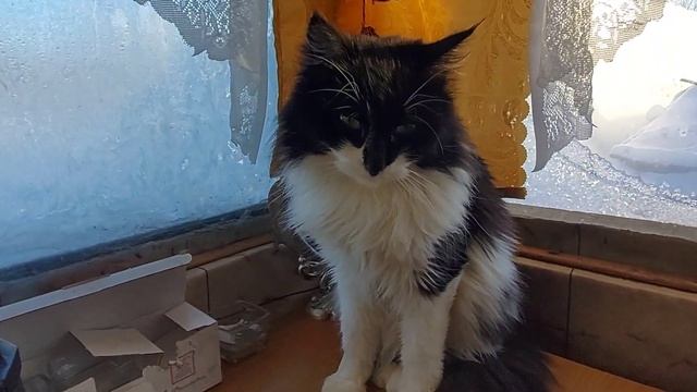 Нужно ли разговаривать со своим котом? Как в Простоквашино красота неописуемая. Маленькие пушистики смотреть онлайн