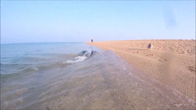 Дельфин в черном море. Крым. Опукский природный заповедник. смотреть онлайн