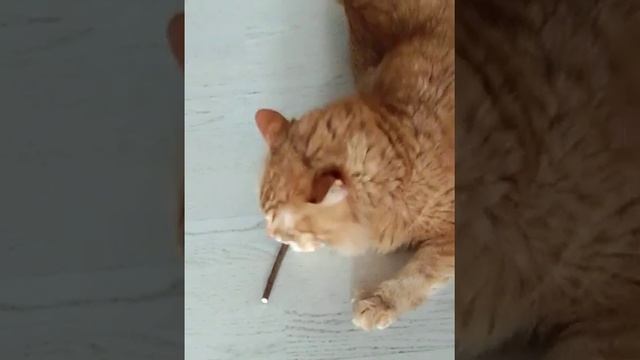 Кошачья радость. Что подарить коту на день рождения. смотреть онлайн