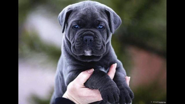 Кане корсо смотреть онлайн