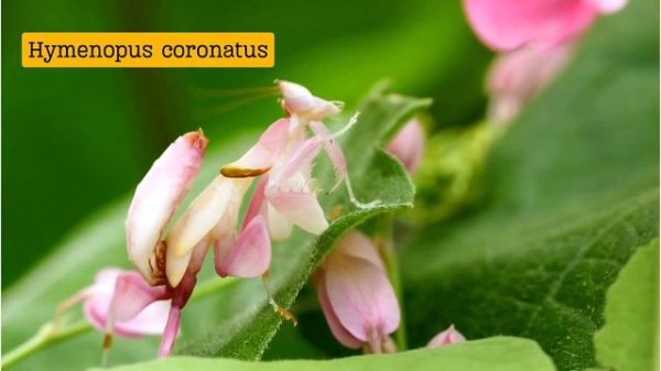 Animals 4K - The most beautiful animals | Animal planet TV