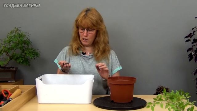 Бонсай из вяза (ч.1). смотреть онлайн