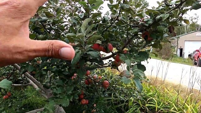 LOADED Honeycrisp Apple Tree!!! [How I Saved This Tree] смотреть онлайн