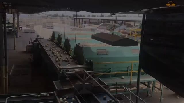 Линия по доработке лука смотреть онлайн