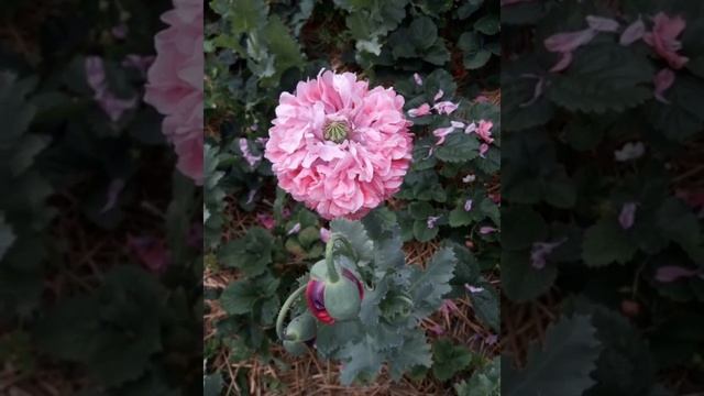 Декоративные маки в нашем саду смотреть онлайн