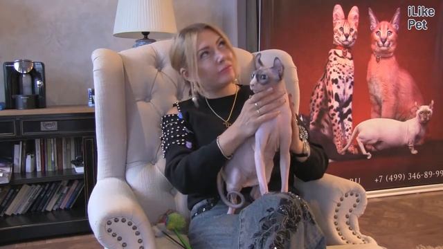 Кошка эльф: рассказ о породе из первых уст смотреть онлайн