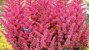 Астильба китайская Мэгги Дейли (maggie daley) ? обзор: как сажать, саженцы астильбы Мэгги Дейли
