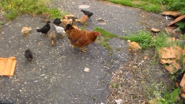 Цыплята голошейки с наседкой в месячном возрасте. смотреть онлайн