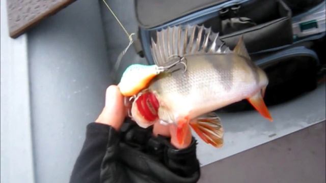 Бознянские окуни. Рыбалка на спиннинг. / Boznya's Perch. Spin-Fishing. 03.11.2013. смотреть онлайн