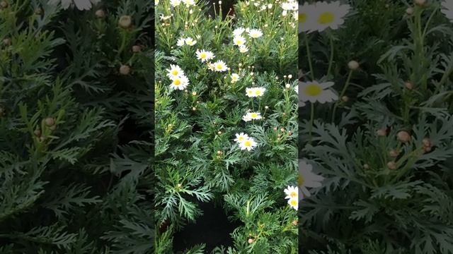 MARGUERITE Paris daisy 白瑪格麗特 マーガレット Хризантема кустарниковая 마거리트 (Argyranthemum frutescens) смотреть онлайн