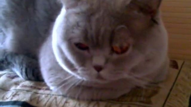 Взвешиваемся "на брудершафт" смотреть онлайн