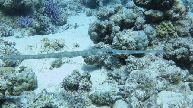 Шарм-эль-шейх 2024