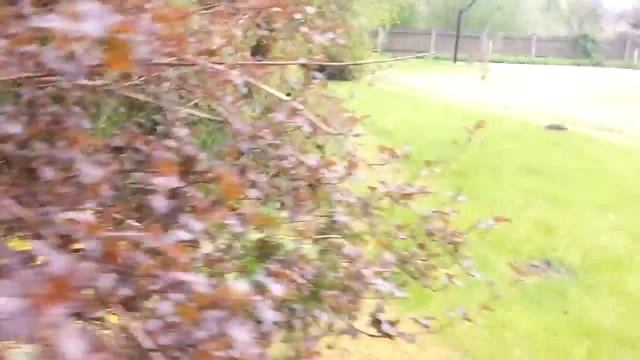 Обрезка живой изгороди из туй тел.+7(999) 820-80-80 Формирование живой изгороди из туй кустов смотреть онлайн