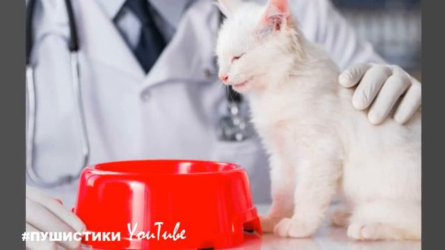 Котёнок ничего не слышит, причиной тому "выпитое" моторное масло, или ещё что, но факт вот таков смотреть онлайн