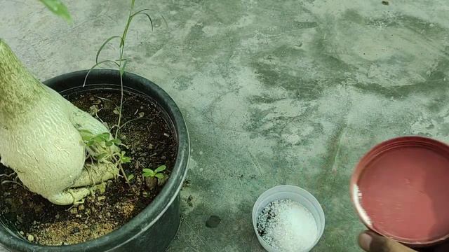 Burning flowers in my Adenium, Summer flower buds смотреть онлайн