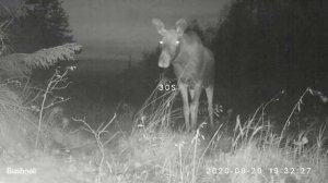 Лоси, самец и самка 29 09 20