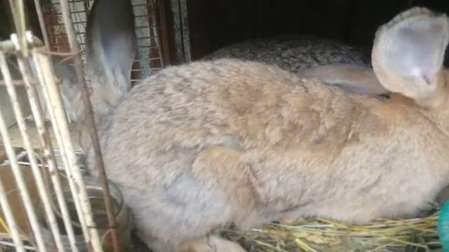 Харгуша ? малум кардем ? бгуз набдай ? смотреть онлайн