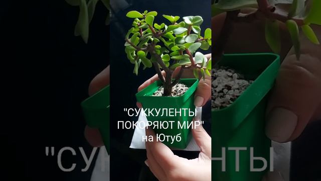 Бонсай из суккулента смотреть онлайн