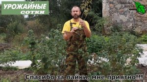 Вот ТАК надо сажать СМОРОДИНУ и КРЫЖОВНИК для большого урожая!