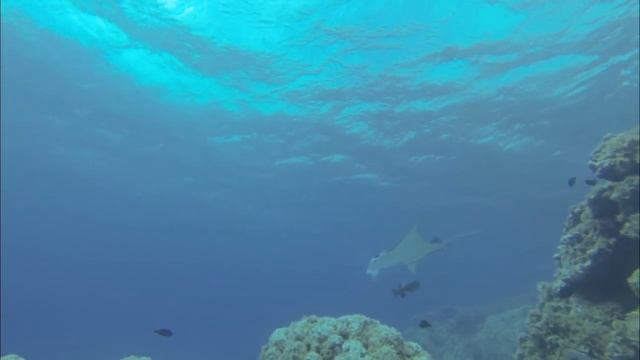 кокосовая вода или обыденное самого необычайного плавания смотреть онлайн