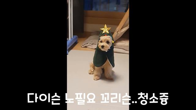 입으면 몸이 굳어버리는 옷_(Maltipoo Tori is stiff!) смотреть онлайн