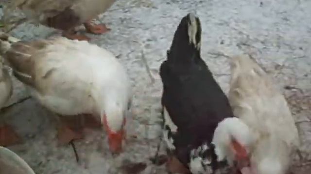 Кормление коз и птицы тыквой\Козы, индоутки, куры.... смотреть онлайн