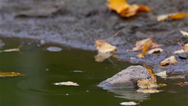 Шуфутинский Последний лист смотреть онлайн