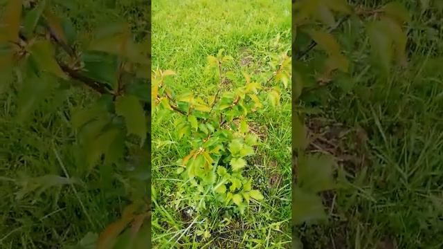 Черешня 2-года в Подмосковье, ФОРМИРОВКА Испанский Куст смотреть онлайн