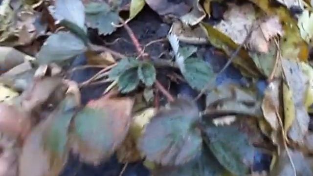 Посадка клубники под чёрную плёнку часть 2 - результат. смотреть онлайн