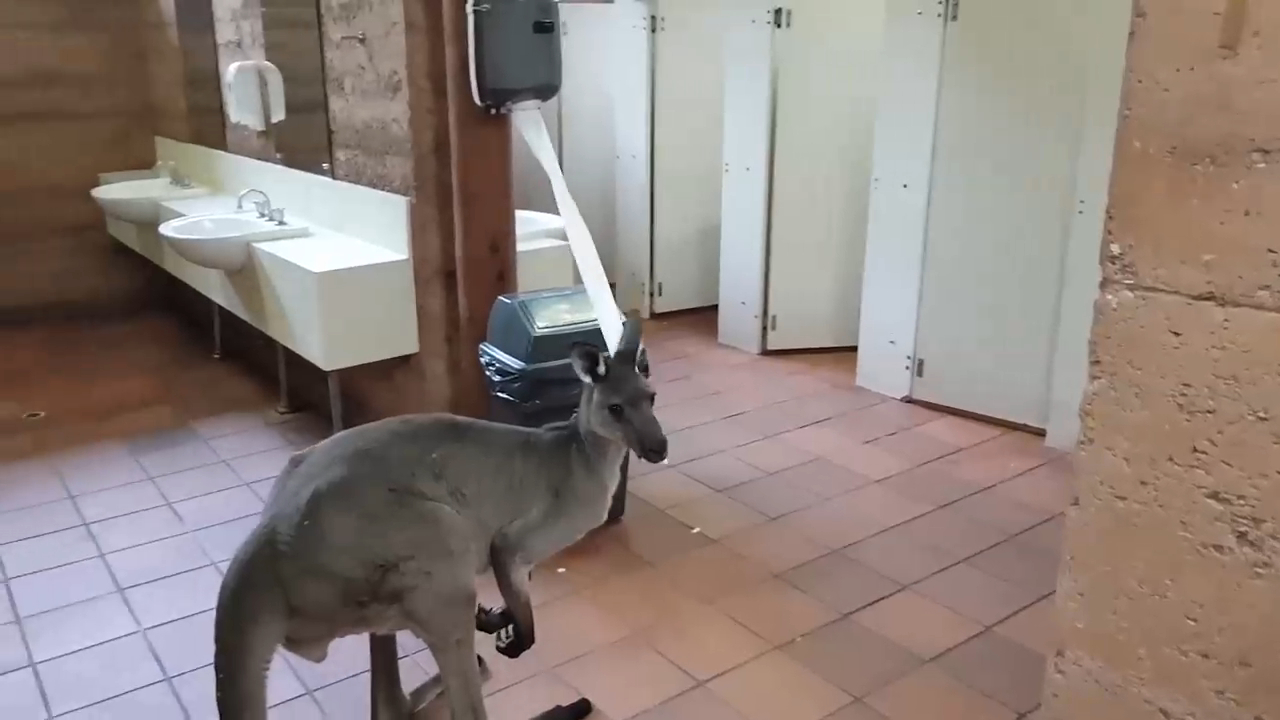 Голодный кенгуру в общественном туалете смотреть онлайн