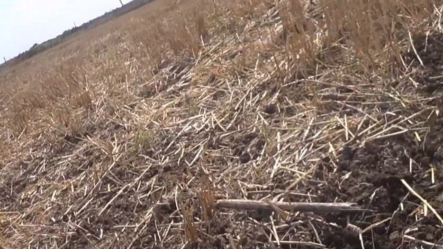 Сев озимого рапса по No till север Ростовской обл. Получены первые всходы. смотреть онлайн