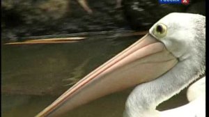 В мире животных с Николаем Дроздовым 2011 г  Выпуск - 17