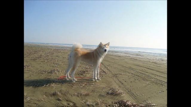 ISAKO OF SHOHAGO (Member of KIN MI HOSHI AKITA KENNEL) смотреть онлайн