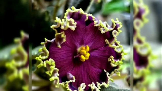 ФОТО ФИАЛОК С НАЗВАНИЯМИ СОРТОВ. смотреть онлайн