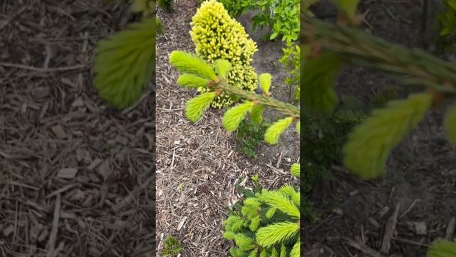 PICEA ABIES “FROHBURG”?ПРИРОСТЫ. #picea #ель #ялина смотреть онлайн