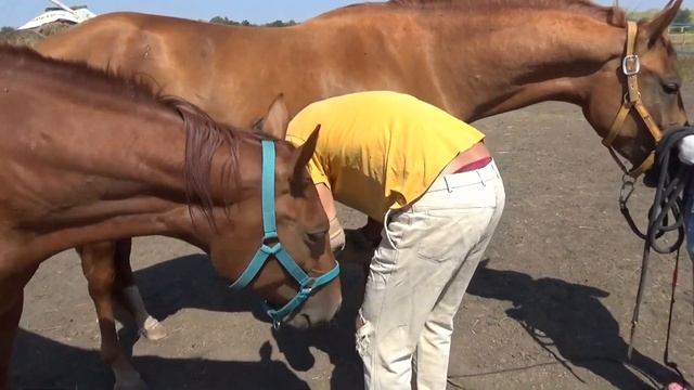 Учим кобыл давать ноги 27 08 17 смотреть онлайн