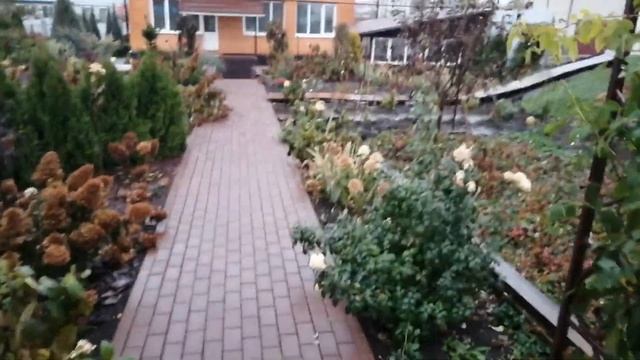 ХВОЙНЫЕ РАСТЕНИЯ ПОД ДОЖДЕМ. 28.10.23 год. смотреть онлайн