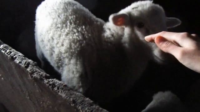 БАРАШЕК ШОН МЫ ЕГО НАШЛИ Домашние животные ОВЕЧКА БАРАШКИ Как овечка блеет ПРИКОЛ смотреть онлайн