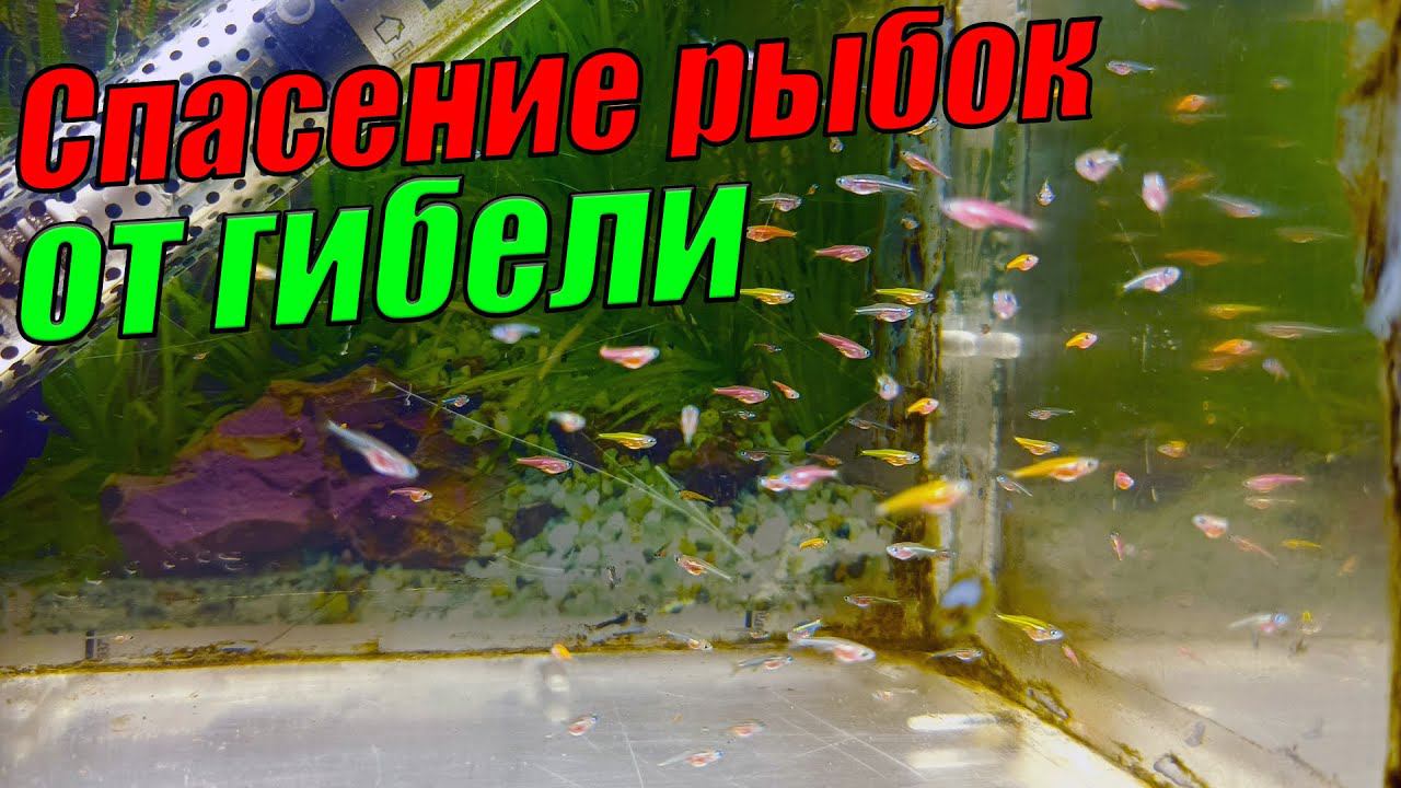 Спасение аквариумных рыбок от гибели! смотреть онлайн