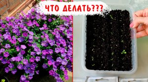 СТРАСТИ ПО ПЕТУНИЯМ! Петунии пропадают, не растут! ЧТО ДЕЛАТЬ?