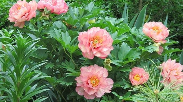 ?Как рассадить пионы осенью | Как ухаживать за пионами смотреть онлайн