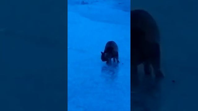 Камышовый кот в Астрахани