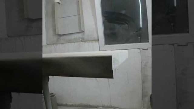 изготовление и покраска ступеней из ясеня смотреть онлайн