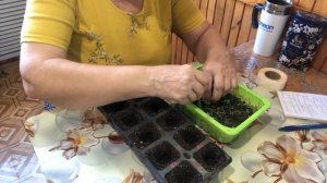 Платикодон  Пикировка