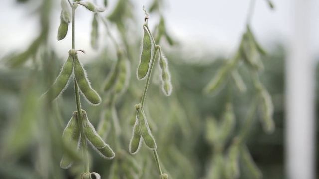 Переход на сыроедение. Всё о правильном питании!