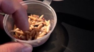 Этот способ сводит с ума крупную рыбу! Вареный / замороженный опарыш