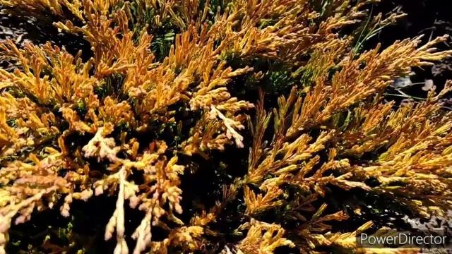 Ялівець горизонтальний Limeglow / Можжевельник горизонтальный Лаймглоу смотреть онлайн